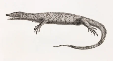 Reptielen: Tupinambis van de Nijl