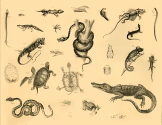 Reptielen