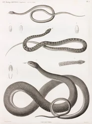 Reptielen: serie illustraties van slangen