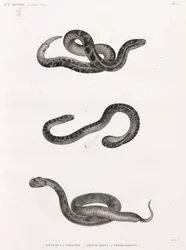 Reptielen: slangen