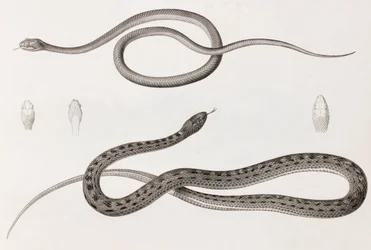 Reptielen: twee close-up afbeeldingen van illustraties van slangen