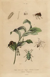 Rhigus, Platyoma en Cyphus snuitkevers, borstelige duizendpoot, Polyxenus lagers en Salomonszegel, Polygonatum odoratum