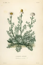 Romeinse kamille, Chamaemelum nobile, Anthemis nobilis