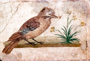 Romeinse muurschildering van een Vlaamse gaai uit Boscoreale bij Pompeii, 1e eeuw
