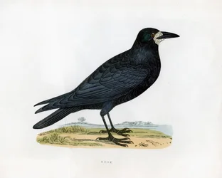 Rook, 19e eeuw