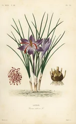 Saffraankrokus