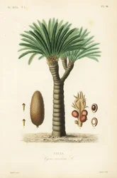 Sagopalm, Cycas revoluta