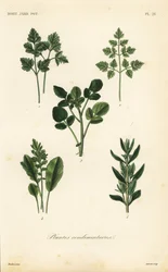 Saladekruiden