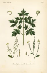 Saladebladgroenten, planten pour salads et condiments