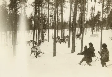 Zweden. Samen bij het vangen van een rendier. Omstreeks 1900