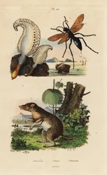 Zeepen, Pennatula phosphorea, spinwesp, Pepsis limbata, en langneusbandicoot, Perameles nasuta