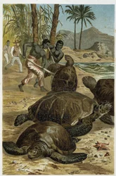 Zeeschildpadden gedood aan de Afrikaanse kusten - in 