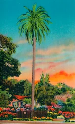 Serra Palm. De eerste palmboom in Californië, ca. 1941