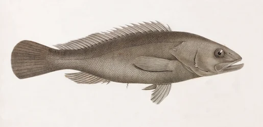 Serran Airain, close-up