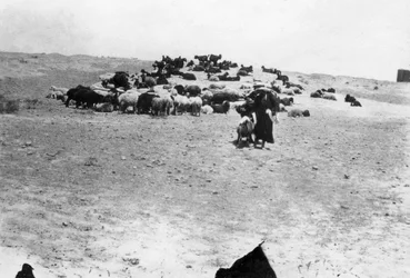 Schapen grazen buiten Samarra, Mesopotamië, 1918
