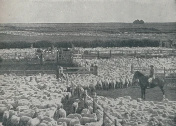 Schapenkooien in Australië, 1910