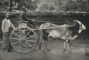 Singalees Ossenkarretje, 1926