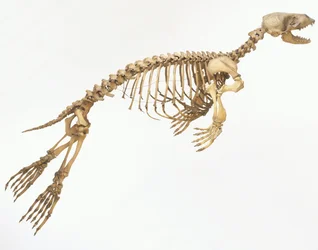 Skelet van een gewone zeehond (Phoca vitulina) "in beweging", zijaanzicht ©Dave King/Dorling Kindersley/UIG/Leemage