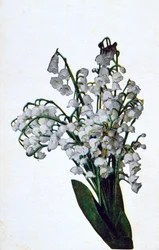 Sneeuwklokje, Franse bloemenkaart, ca. 1900