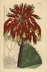 Zeepaloë of zebra-aloë, Aloe maculata