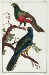 Zuid-Amerikaanse vogels