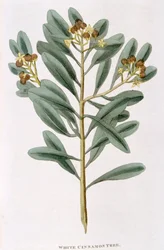 Tak van witte kaneel Canella alba, 1823