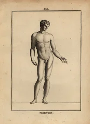 Standbeeld van Orestes, naakt, zoon van Agamemnon in de Griekse mythologie