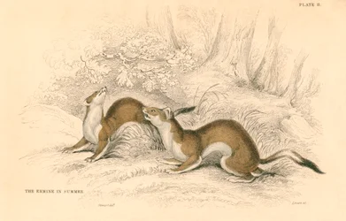 Hermelijn Mustela erminea, lid van de wezelsfamilie, 1828