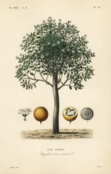 Strychnineboom, nux vomica, gifnoot of semen strychnos, Strychnos nux-vomica, Noix vomique