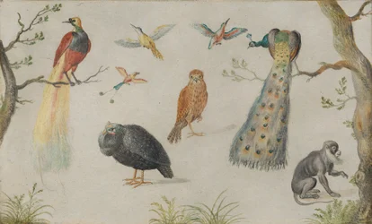 Studie van vogels en aap