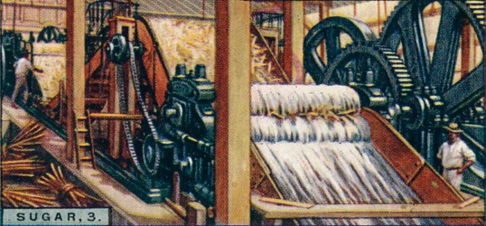 Suiker, 3. Het Verpletteren van de Stengels, Java, 1928