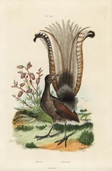 Prachtige liervogel, Menura novaehollandiae, en valse azalea, Menziesia ferruginea