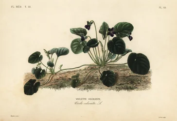 Zoet viooltje of tuinviooltje, Viola odorata