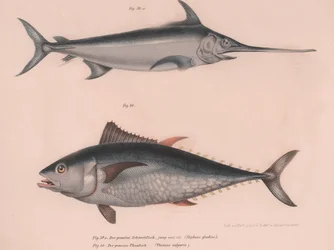 Zwaardvis Hiphias gladius, Thinnus bulgaris, ca. 1850s
