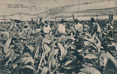 Tabak onder een luifel. In de schaduw geteelde tabak - Cuba, ca. 1900