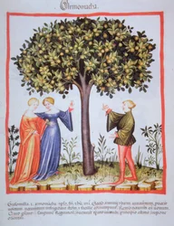 "Tacuinum Sanitatis" Codex Vindobonensis Nova Series 2644, fol. 9, Abrikozen plukken, Miniatuur (1370-1400)