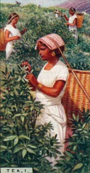 Thee, 1. - Plukken van de bladeren, Ceylon, 1928