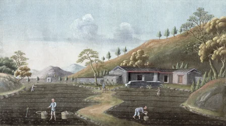 Theeplantage, China, 19e eeuw