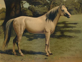 De Arabische pony van generaal Sir Hope Grant, ca. 1879