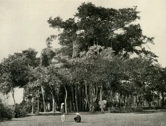 De Banyanboom, Barrackpore, 1870, 1925