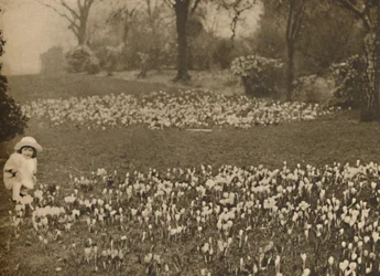 Het krokustapijt van de lente, ca. 1935