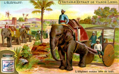 De Olifant als trekdier