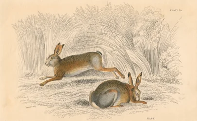 De Haas Lepus europaeus, 1828