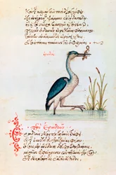 De reiger, 1564