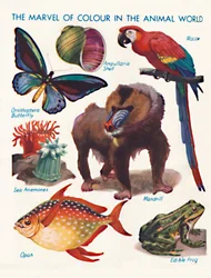 Het Wonder van Kleur in de Dierenwereld