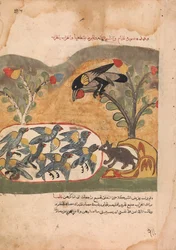 De Muis Knabbelt aan het Net dat de Duiven Gevangen Houdt, Folio uit een Kalila wa Dimna, 18e eeuw