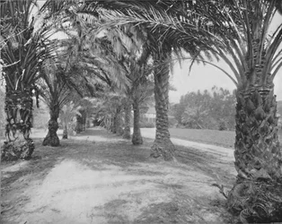 De palmen van Glenannie, Florida, 19e eeuw