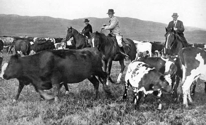 De Prins van Wales die vee bijeen drijft in Alberta, Canada, ca. 1930s