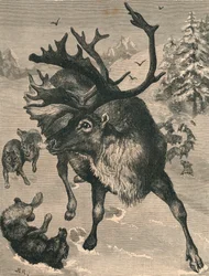 Het Rendier