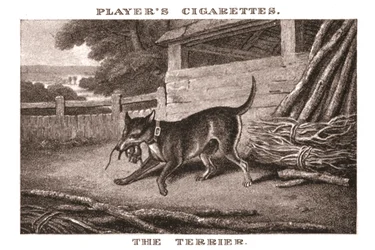 De Terrier